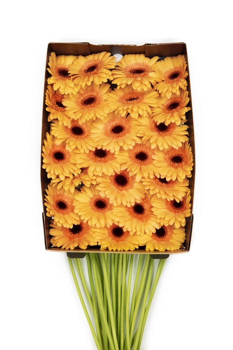 <h4>Gerbera Jetset Doos</h4>