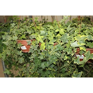 HEDERA VARIADO C21 MIN 100 CM PENDENTE