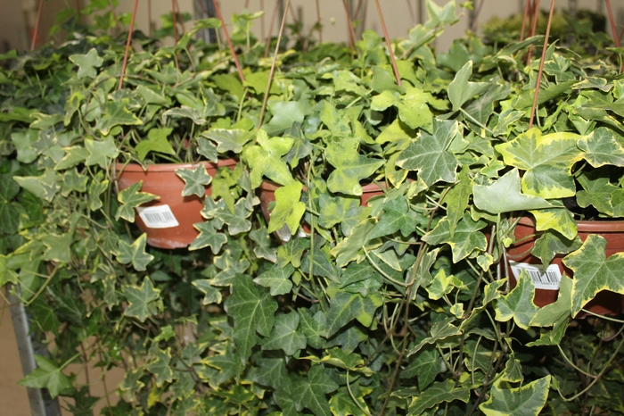 <h4>HEDERA VARIADO C21 MIN 100 CM PENDENTE</h4>