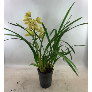 Cymbidium Anna 1-tak