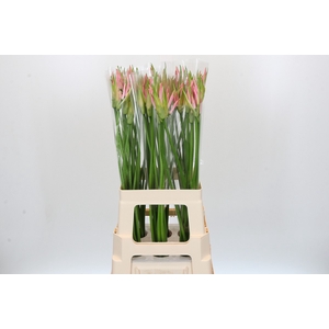 Nerine Vesta K