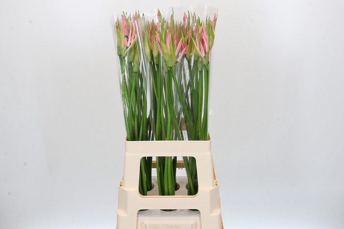 Nerine Vesta K