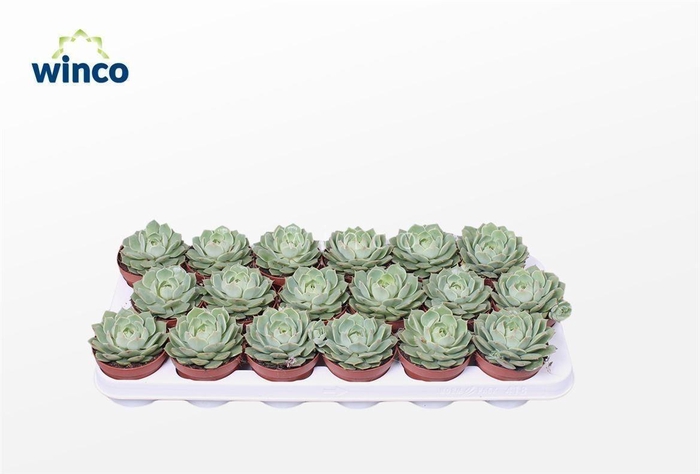 <h4>Echeveria Ramilette</h4>