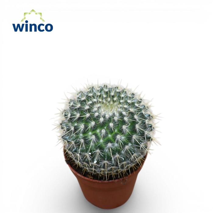 <h4>Mammillaria Parkinsonii</h4>