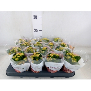 Kalanchoe blos. 'RosDon Pedro'