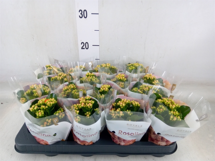 <h4>Kalanchoe blos. 'RosDon Pedro'</h4>