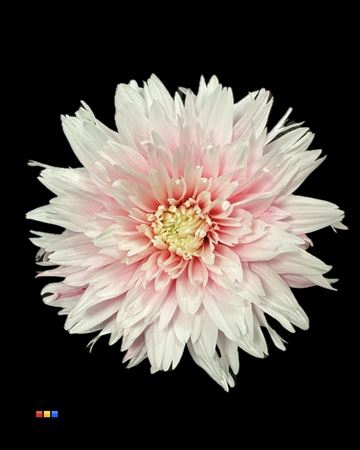 Chr G Undercover Pastel Pink