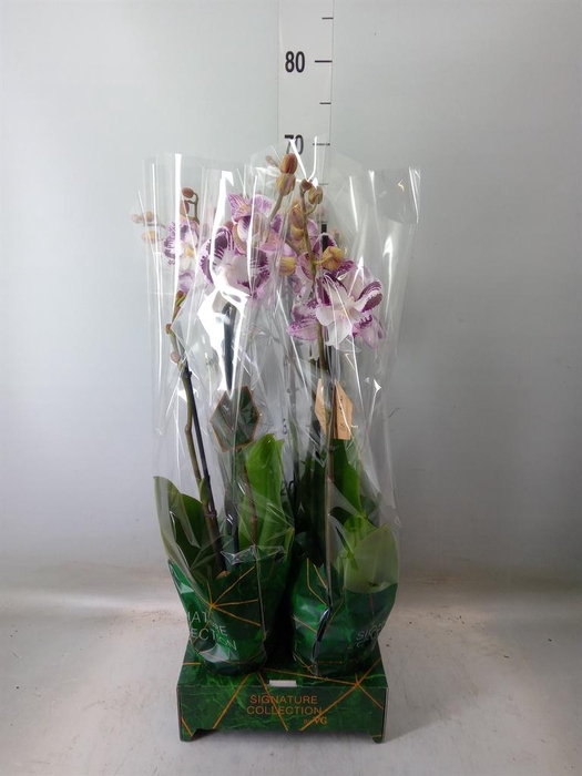 <h4>Phalaenopsis   ...</h4>