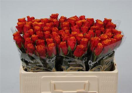 <h4>R Gr Espana</h4>