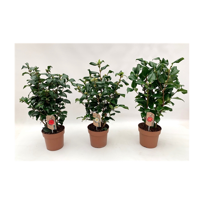 <h4>camellia 3 kleuren mix 20-25 knoppen</h4>