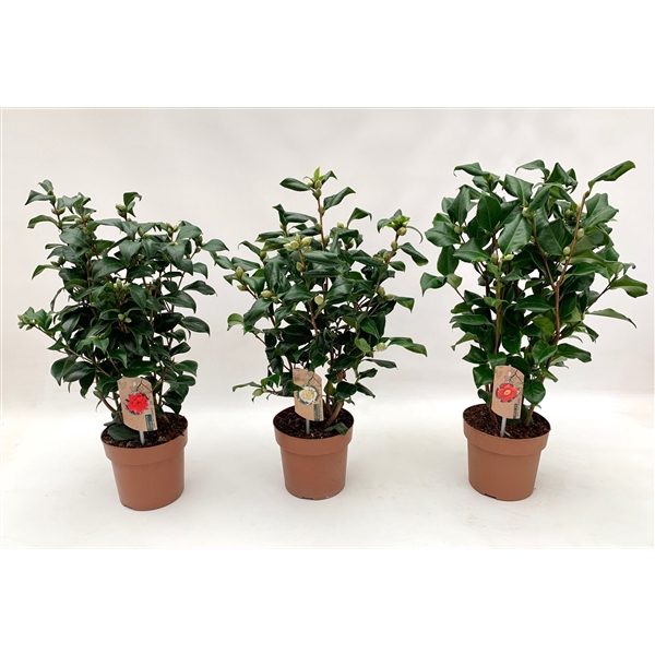 <h4>camellia 3 kleuren mix 20-25 knoppen</h4>