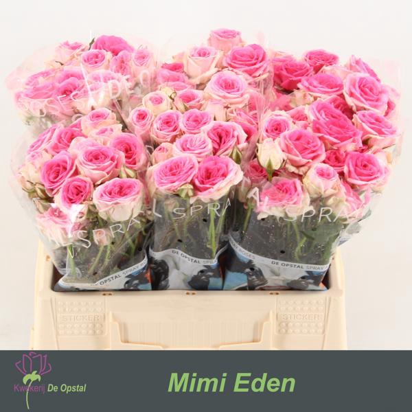 <h4>R Tr Mimi Eden Opstal</h4>