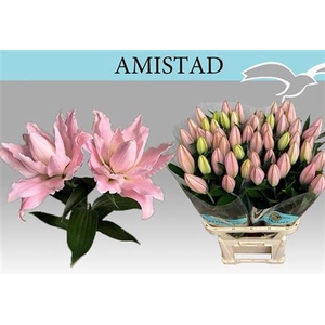 Li Or Du Amistad