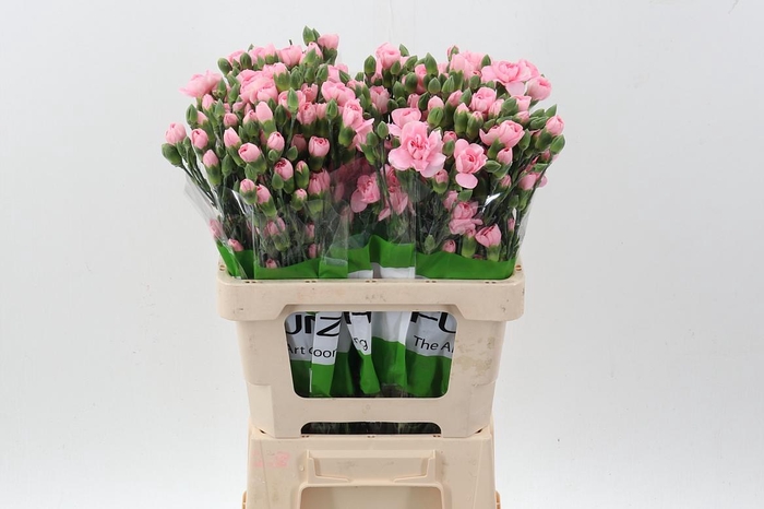 <h4>Di Tr Operetta x20</h4>