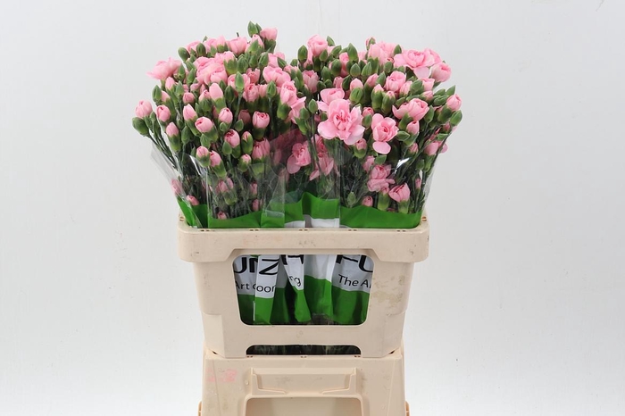 <h4>Di Tr Operetta x20</h4>