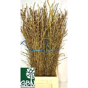 Forsythia Bos