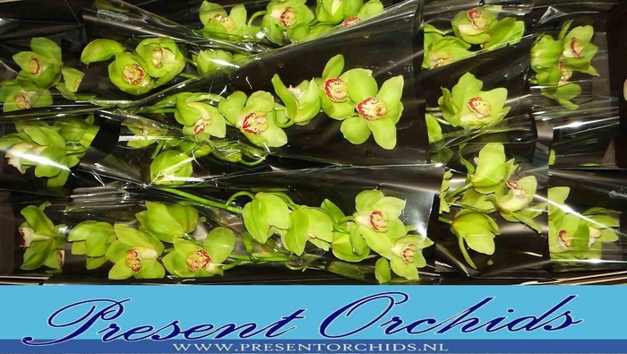 <h4>CYMB T MRS MAXIMA</h4>