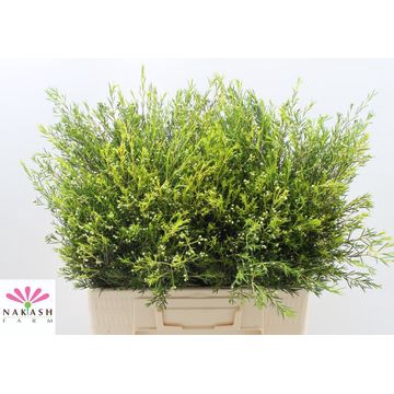 <h4>Cham Un Ofir Knop</h4>