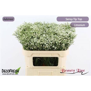 Lim Sin Sensy Tip Top