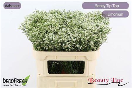 <h4>Lim Sin Sensy Tip Top</h4>