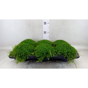 Soleirolia soleirolii   ...green