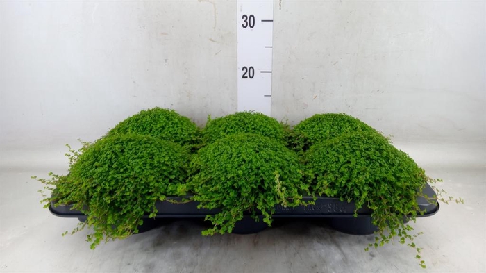 <h4>Soleirolia soleirolii ...green</h4>