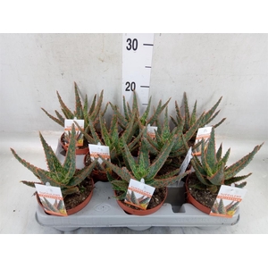 Aloe   ...