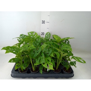 Monstera obliqua 'Monkey Mask'