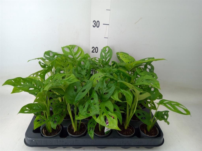 <h4>Monstera obliqua 'Monkey Mask'</h4>