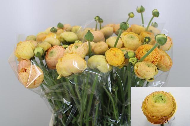 <h4>RAN AAZUR CHAMPAGNE</h4>