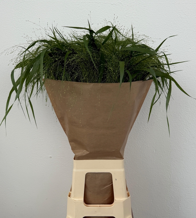 <h4>PANIC VI FONTAINE</h4>