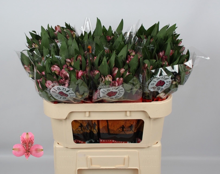 <h4>ALSTR ELEGANCE</h4>