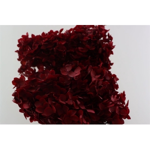 Pres Hydrangea Bordeaux Bunch