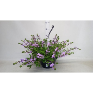Scaevola saligna 'Saphira'