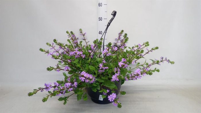 <h4>Scaevola saligna 'Saphira'</h4>