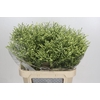 Limonium sinensis China Lemon