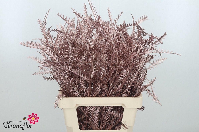 <h4>DECOGROEN OV KLB H%</h4>