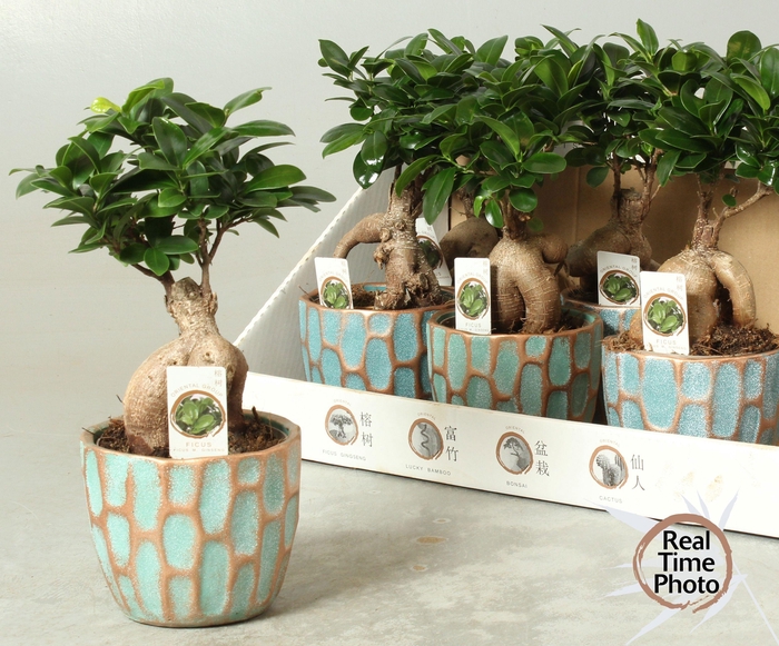 <h4>FIC MI GINSENG</h4>