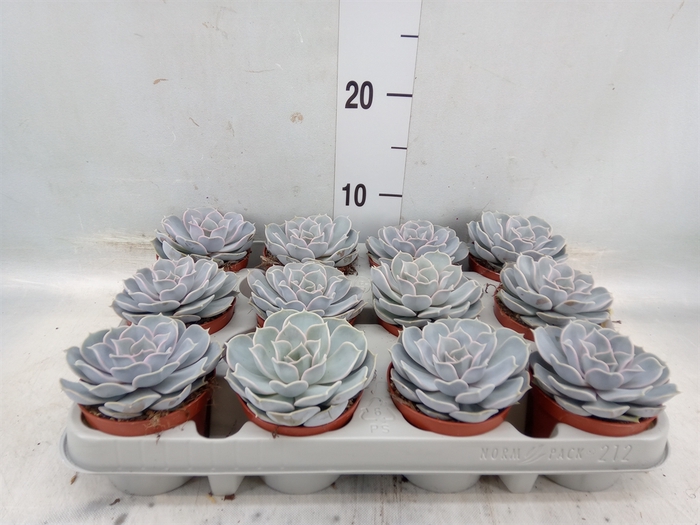 <h4>Echeveria lilacina</h4>