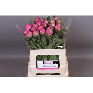 Paeonia Dr. Alexander Fleming | Heavy Quality