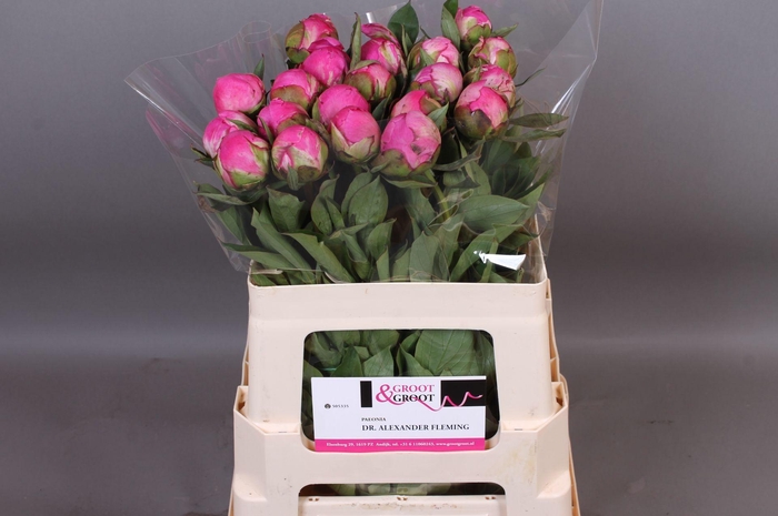 <h4>Paeonia Dr. Alexander Fleming | Heavy Quality</h4>