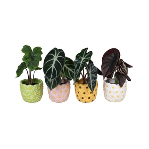 ALOCASIA MIX P6 L66579