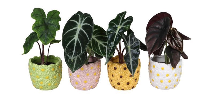 <h4>ALOCASIA MIX P6 L66579</h4>