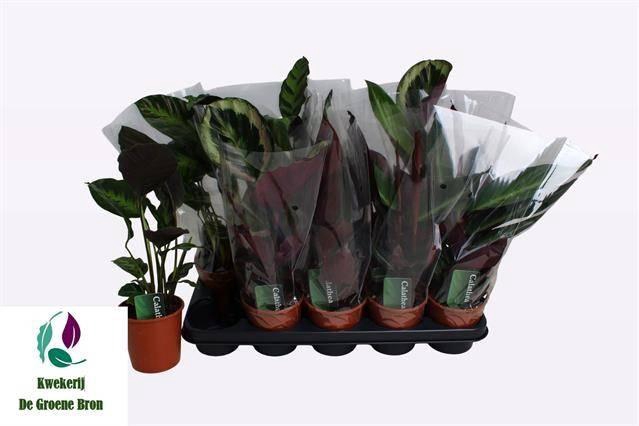 <h4>arr8 Calat Gem 3 Srt</h4>