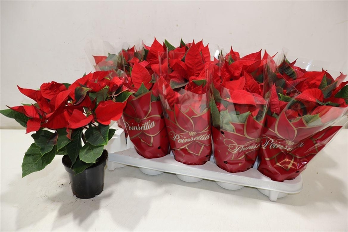 <h4>arr8 Euphor P Mars</h4>