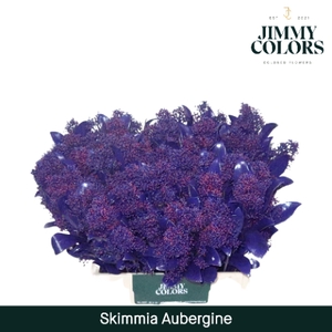 Skimmia per bos L45 Klbh. Aubergine + glitter