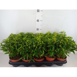 Ficus benja. 'Natasja'