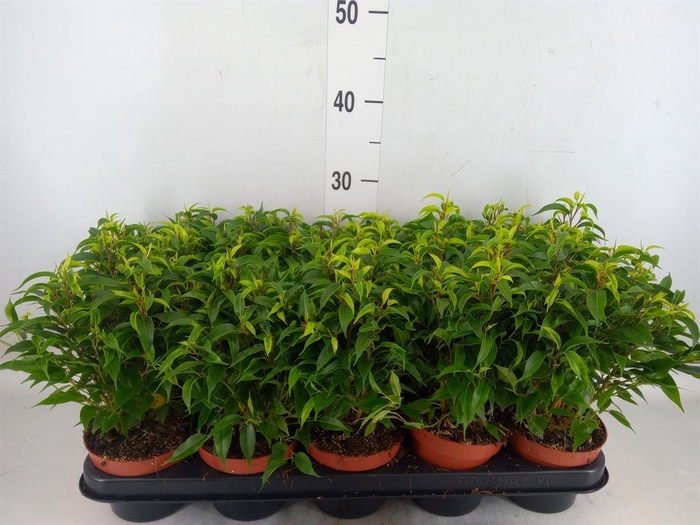 <h4>Ficus benja. 'Natasja'</h4>
