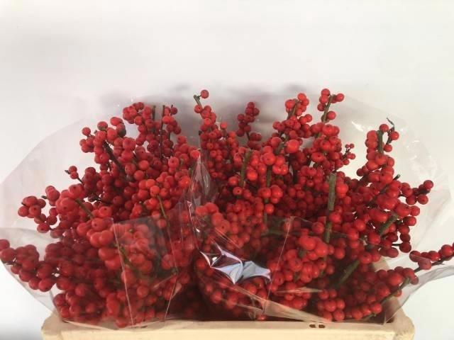 <h4>Ilex Ve Rode Bes</h4>