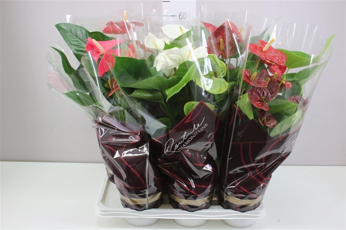 <h4>Anth An Gemengd</h4>